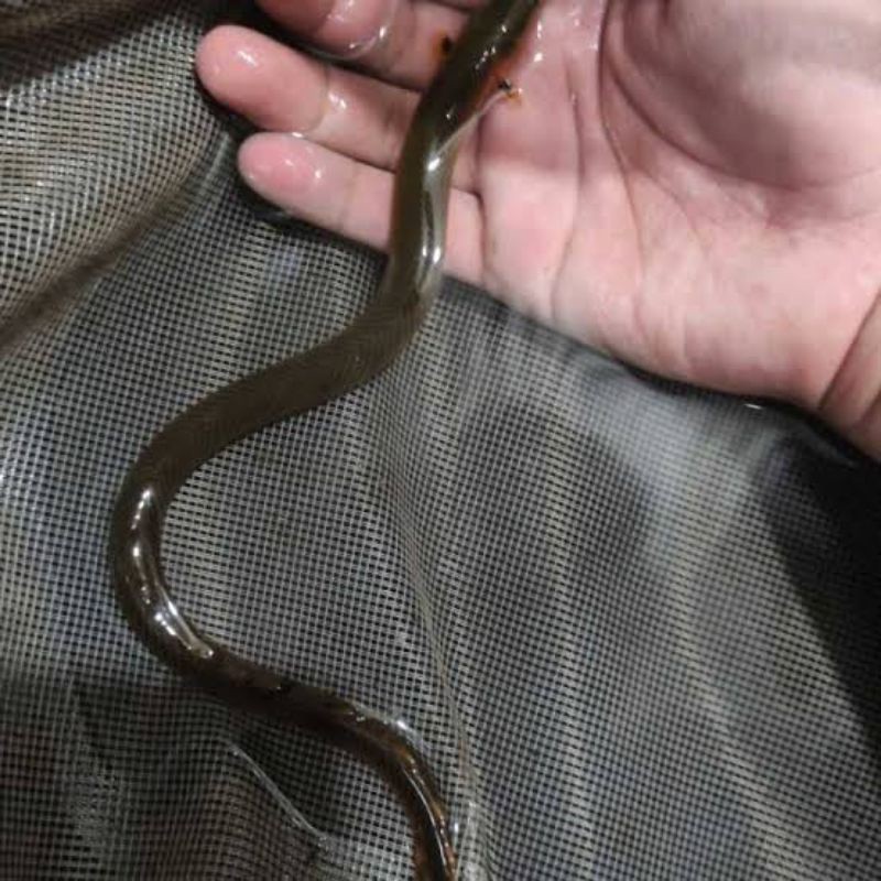 Palmas tali ropefish rare item CO