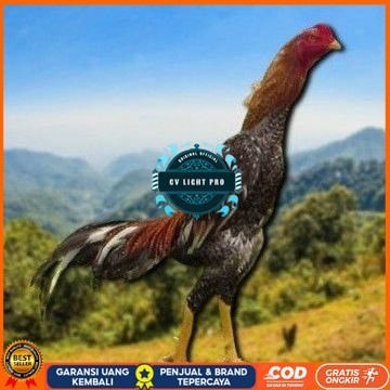 

telur tetas ayam shamo besar CV LIGHT PRO