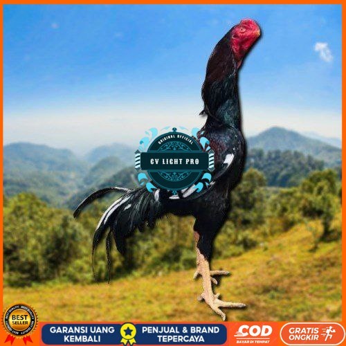

telur tetas ayam shamo ukuran besar CV LIGHT PRO