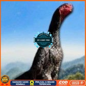 

telur ayam shamo super original CV LIGHT PRO