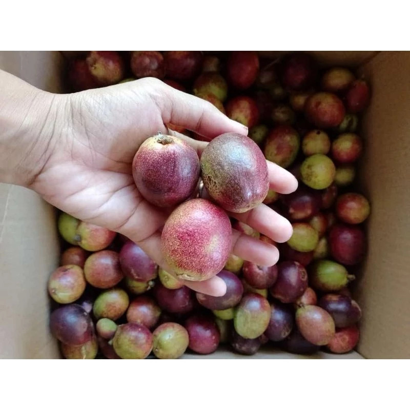 

BUAH MATOA FRESH DARI PETANI