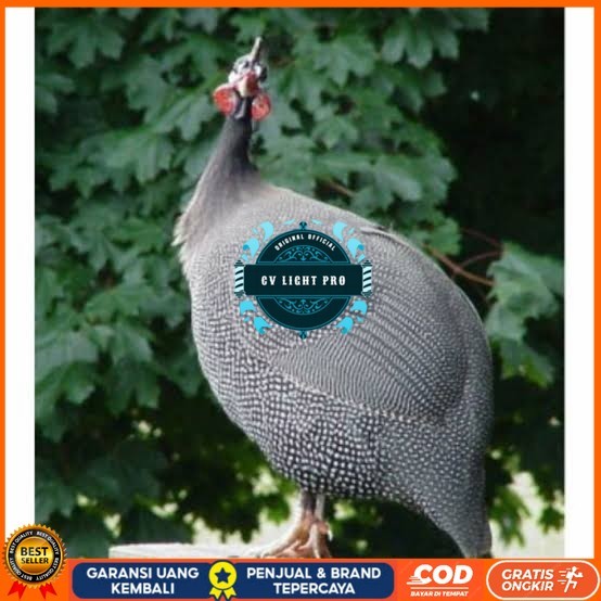 

Telur ayam mutiara hias fertil siap ditetaskan - ayam mutiara CV LIGHT PRO