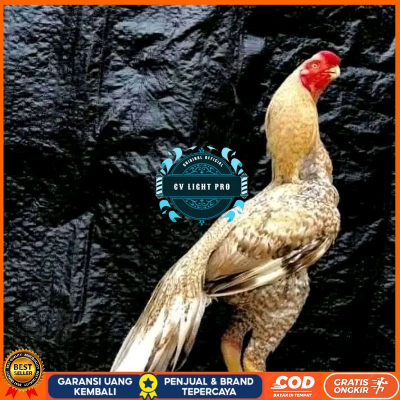 

telur fertil agsel Parrot kualitas terbaik CV LIGHT PRO