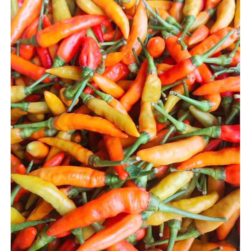 

Cabe rawit merah ori fresh | Lombok rawit merah ori fresh 1kg terlaris berkualitas