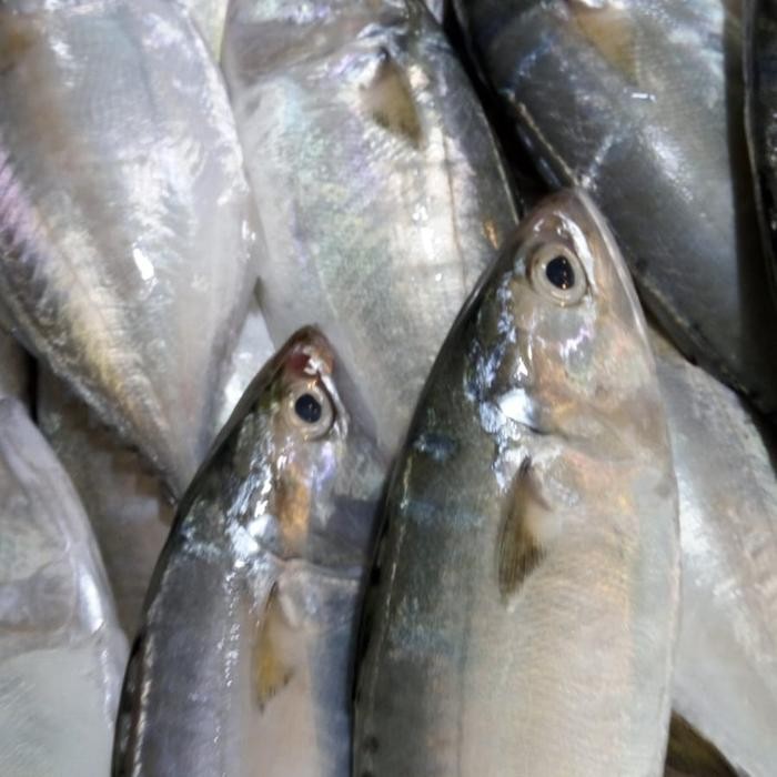 

Ikan Kembung 500gr
