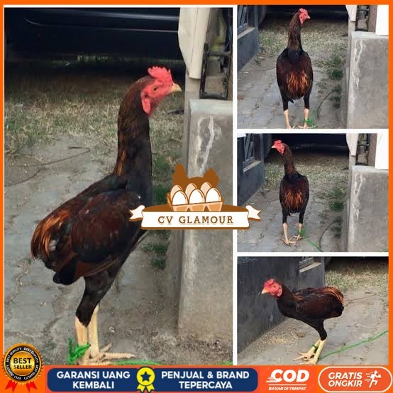 

Telur ayam tukung / telur ayam hias / telur fertil untuk ditetaskan CV GLAMOUR