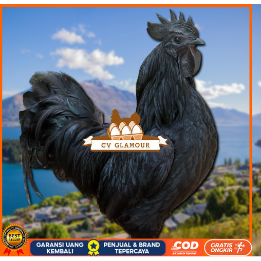 

telur ayam cemani lidah hitam ( asli ) bisa untuk di tetaskan jumbo CV GLAMOUR