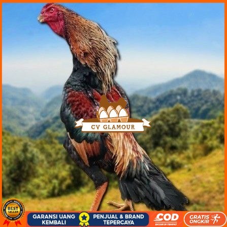 

telur tetas ayam shamo japan CV GLAMOUR