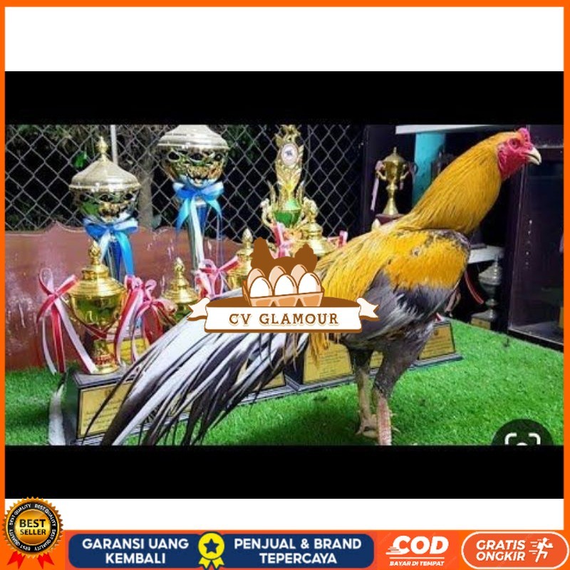 

PAKET 3 BUAH TELUR AYAM BANGKOK EKOR LIDI (FRESH) CV GLAMOUR