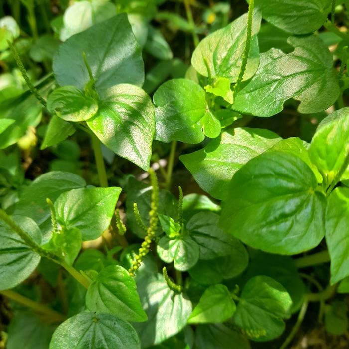 

Daun Pegagan/Cecer Kempes Segar 250 Gram - 250 gram ready