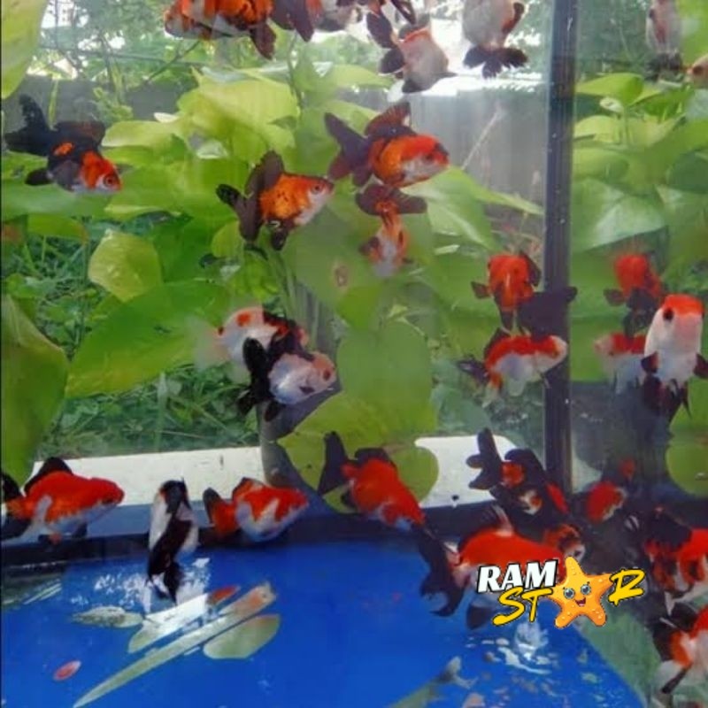 Paket Hemat ISI 5 Ekor Koki 4-5 CM Oranda Panda tricolor bg