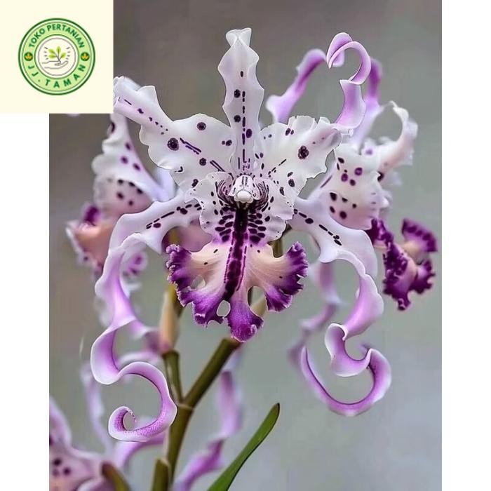 (BISA COD) Terlaris Anggrek Dendrobium Import Purple Spider - Anggrek Dendrobium Dewasa - Anggrek Bu