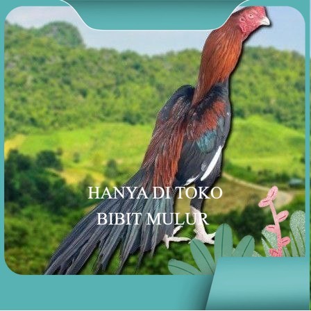 

TELUR BANGKOK EKOR LIDI FRESH (JAMIN FERTIL) bibit.mulur