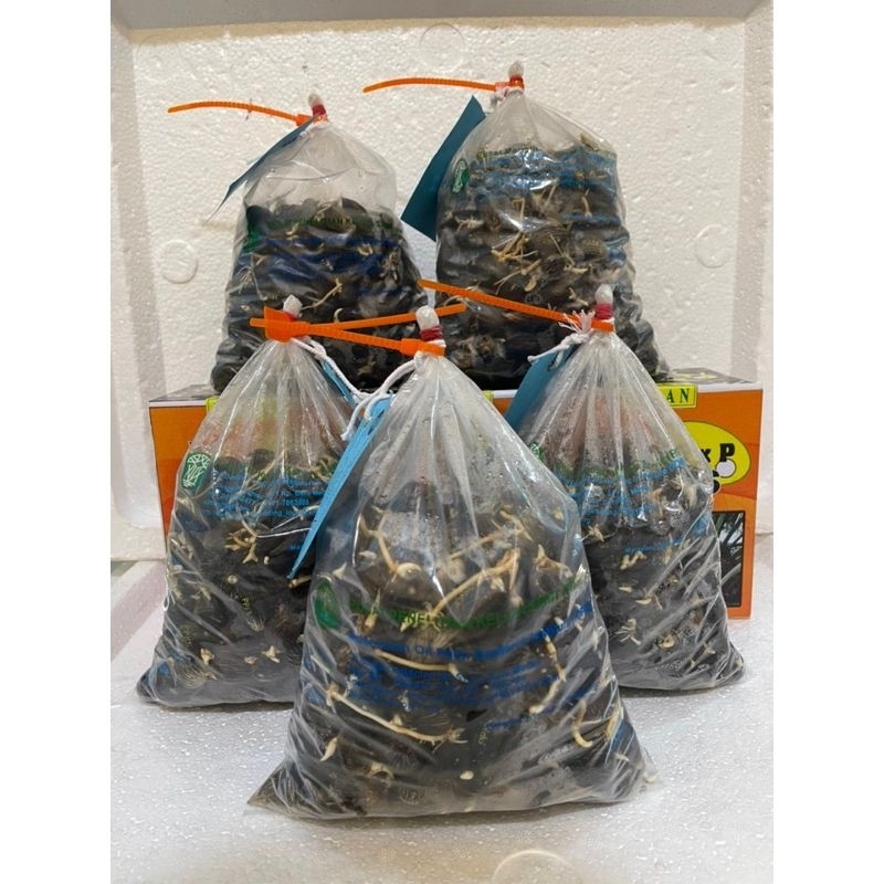 polong_PPKS_MEDAN_ASLI_ORIGINAL Co