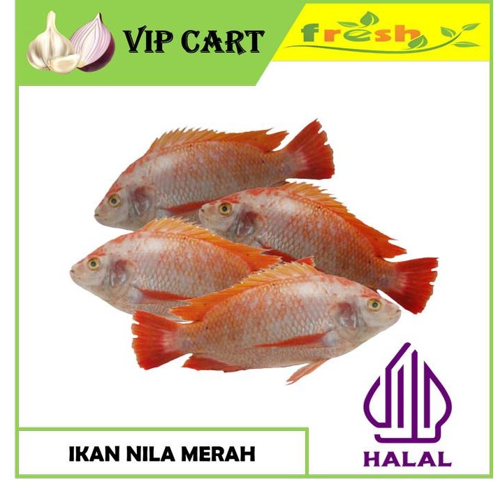 

IKAN NILA MERAH HIDUP 1 KG - IKAN SEGAR