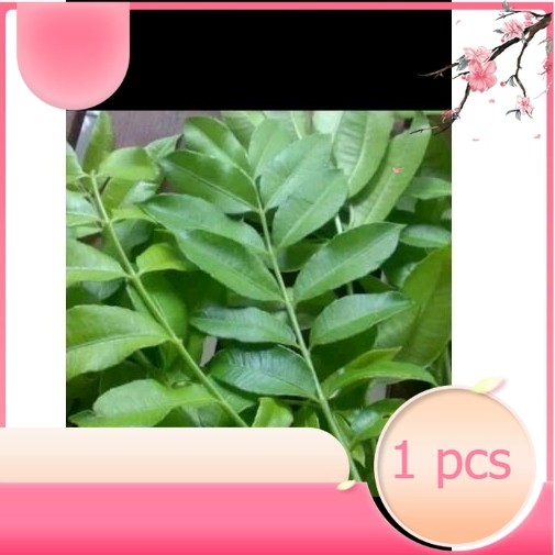 

Daun Kedondong segar