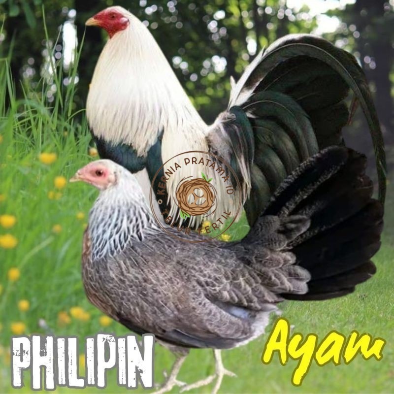 

telur ayam philipin import AK47 bisa untuk di tetaskan KURNIA PRATAMA ID