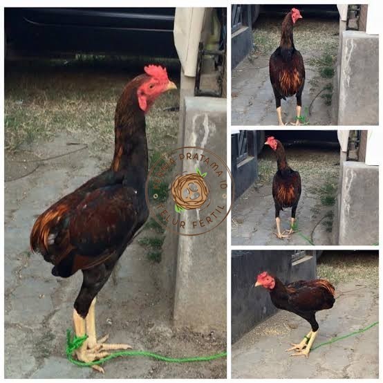 

Telur ayam tukung / telur ayam hias / telur fertil untuk ditetaskan KURNIA PRATAMA ID