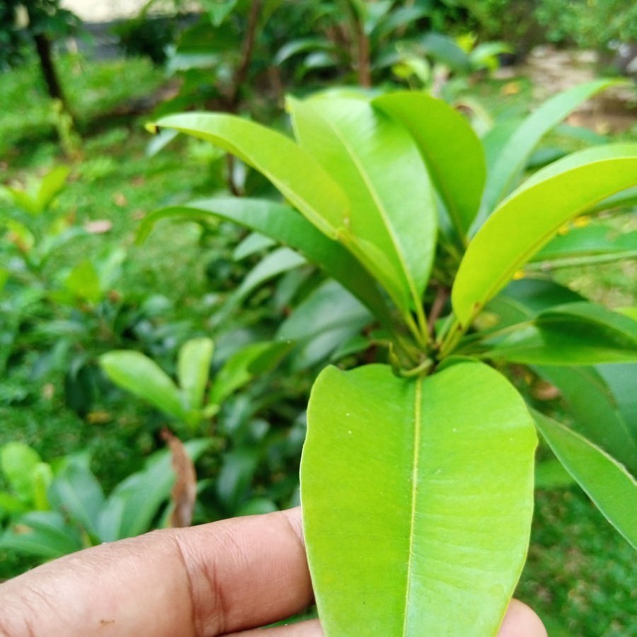 

[PROMO] Daun Sawo Segar 1Kg Berkhasiat
