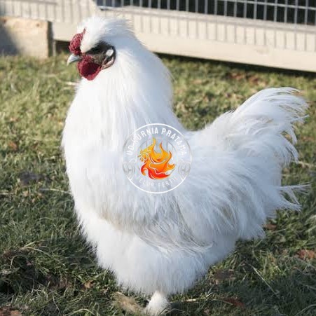 

Telur ayam kapas / telur ayam hias / telur fertil siap tetas UD KURNIA PRATAMA