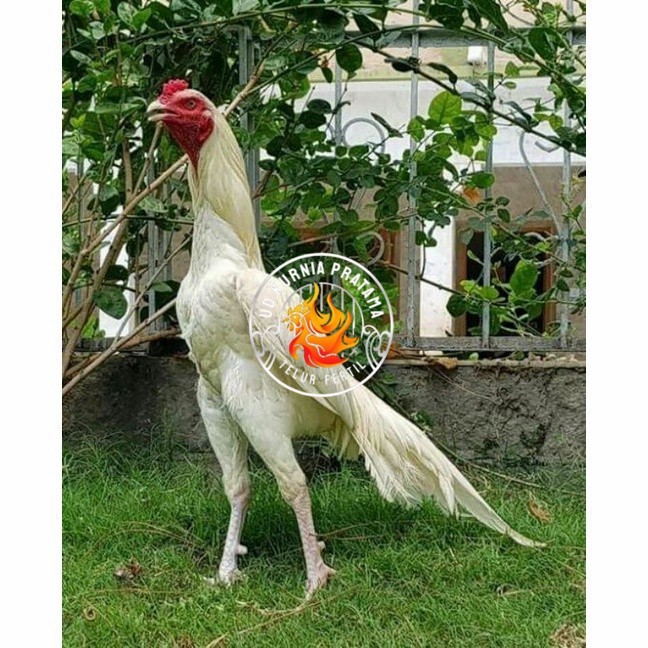 

Telur ayam hias putih nasional bangkok putih fertil asli siap tetas - bantam chocin UD KURNIA PRATAMA