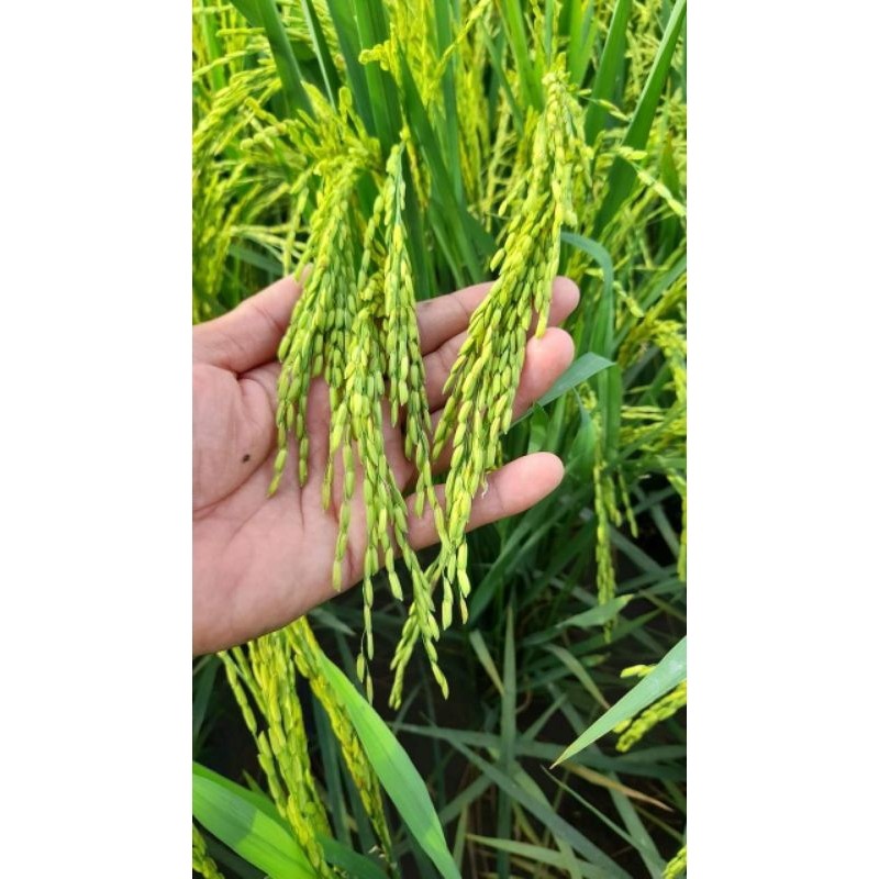 BIJI PADI IR-64 TERBARU 5KG