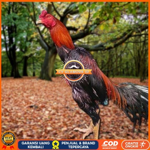 

Telur Ayam Pakhoy Super Vertil Siap Di Tetaskan Jaminan Super Oiginal Bergaransi CV GLAMOUR ID