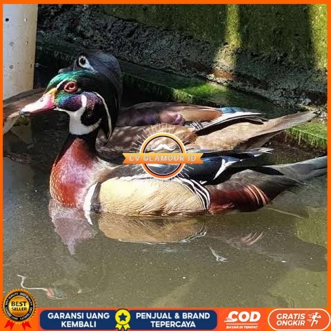 

Telur bebek hias caroline duck fertil untuk ditetaskan Langsung CV GLAMOUR ID