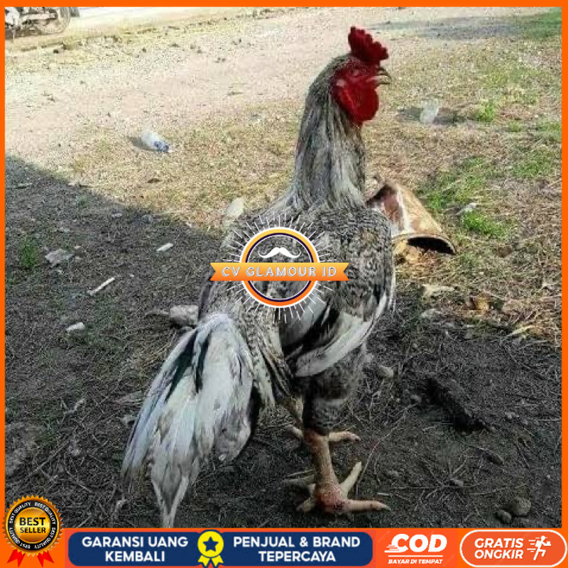 

TELUR FERTIL AYAM GORILA F1 UNTUK DITETASKAN CV GLAMOUR ID