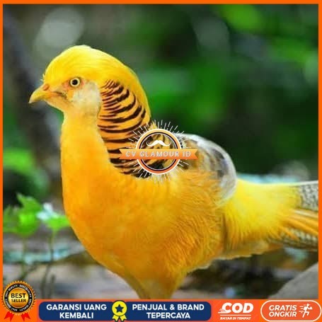 

Telur ayam hias ringneck yellow pheasant fertil untuk ditetaskan CV GLAMOUR ID