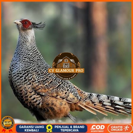 

Telur ayan hias ringneck cheer pheasant fertil untuk ditetaskan CV GLAMOUR PRO