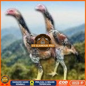 

telur tetas ayam shamo super berkualitas unggul CV GLAMOUR PRO
