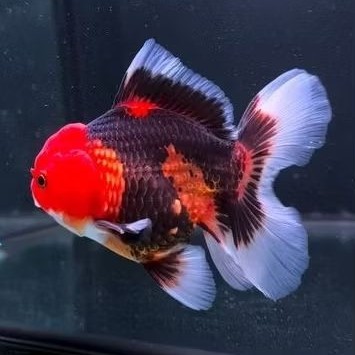 Hias Ikan Koki Oranda Panda Tricolor Kecil Kualitas Bagus untuk Aquarium Tankmate Hiasan Replika Mai