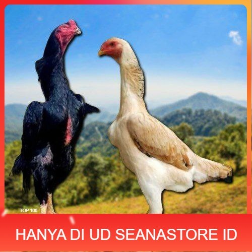 

telur ayam shamo japan original UD SEANASTORE ID