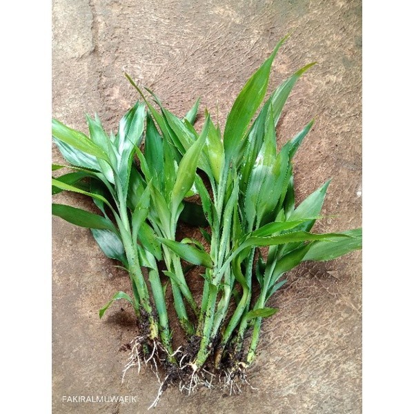 SUDAH BERAKAR  BAMBU HOKI HIJAU SRI REJEKI KOLE AKARAN BERDAUN RIMBUN / KOLE BERAKAR BAMBU CINA BAMB