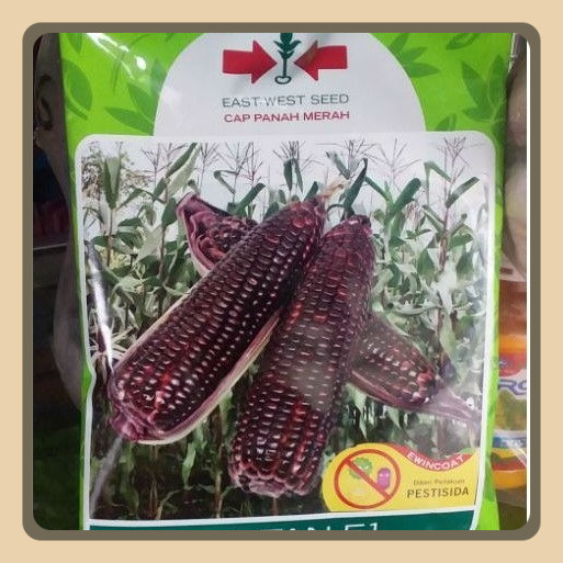 

Benih Jagung Manis Pulut Jantan F1 250 Gr
