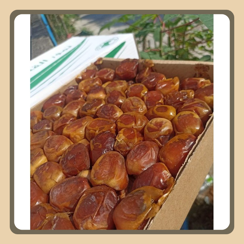 

Kurma Sukari Premium 3kg Al Qassim Grade A Legit