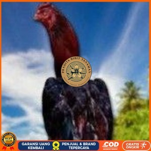 

telur ayam pelucker bangkok untuk di tetaskan PRADITA BIBIT TANAMAN
