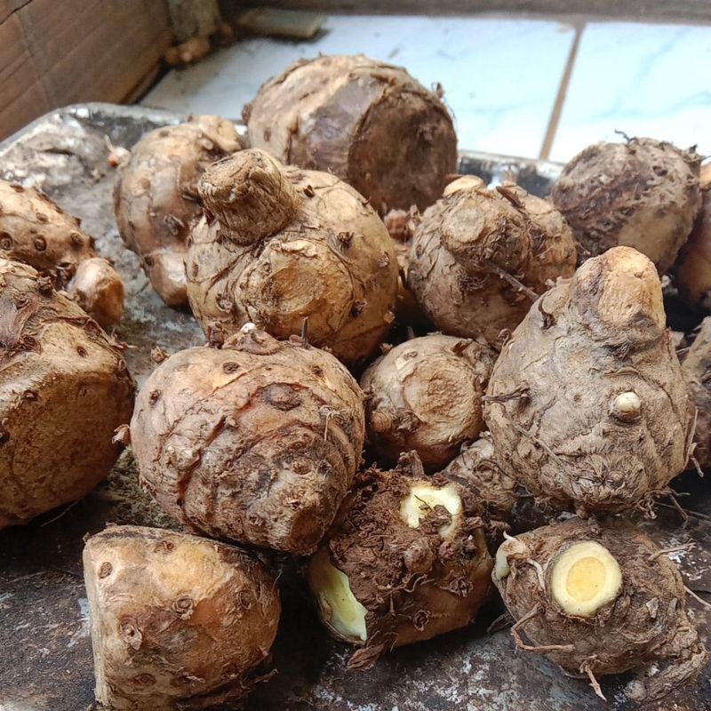 

Biangnya Temu Mangga Segar Fresh 1 Kg