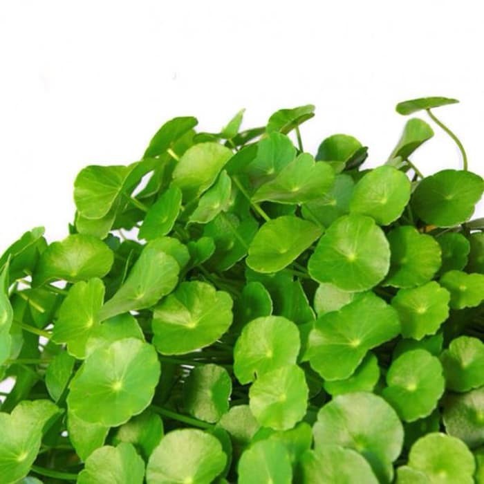 

Gelaskosong11 Daun Pegagan / antanan ( bebas kimia ) Per helai/daun KC