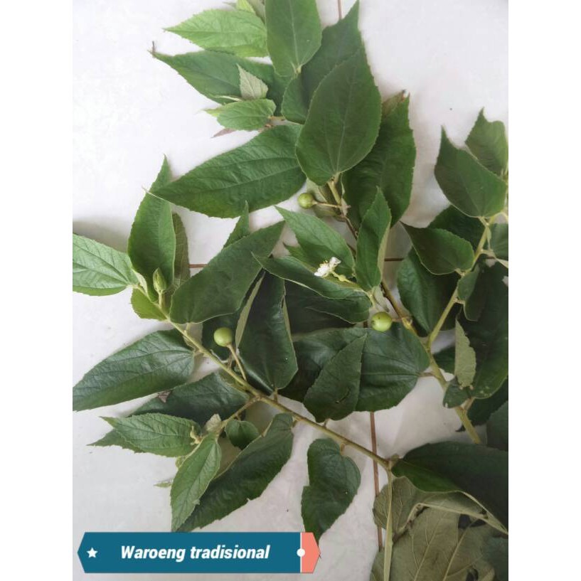 

Gelaskosong11 TERMURAH!!! Daun Kersen Segar siap petik 100gr SA