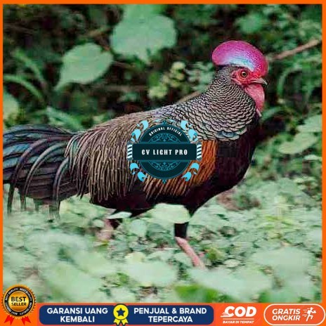 

Telur ayam hutan x jawa bekisar fertil siap ditetaskan - ayam hutan CV LIGHT PRO