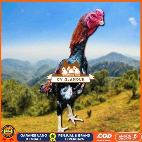 

telur ayam shamo jepang ori petarung bisa untuk di tetaskan CV GLAMOUR