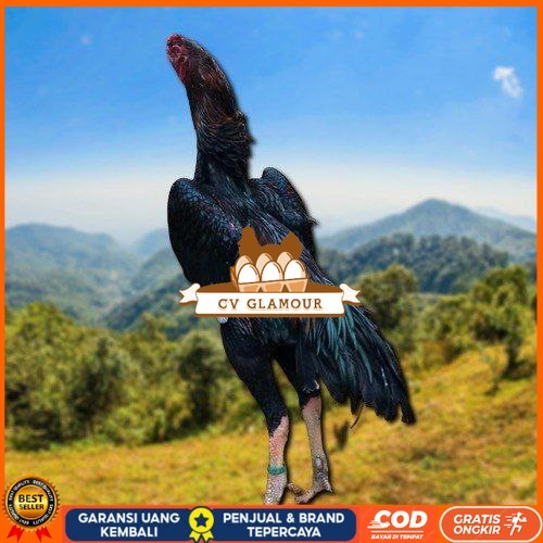 

SHAMO JEPANG TELUR FERTIL FRESH CV GLAMOUR