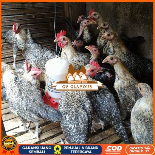 

Telur ayam arab fertil siap ditetaskan - AYAM ARAB CV GLAMOUR