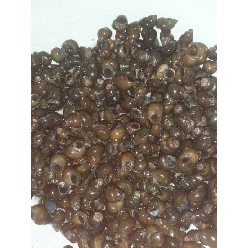 

Tutut sawah hidup 1kg siput sawah ready