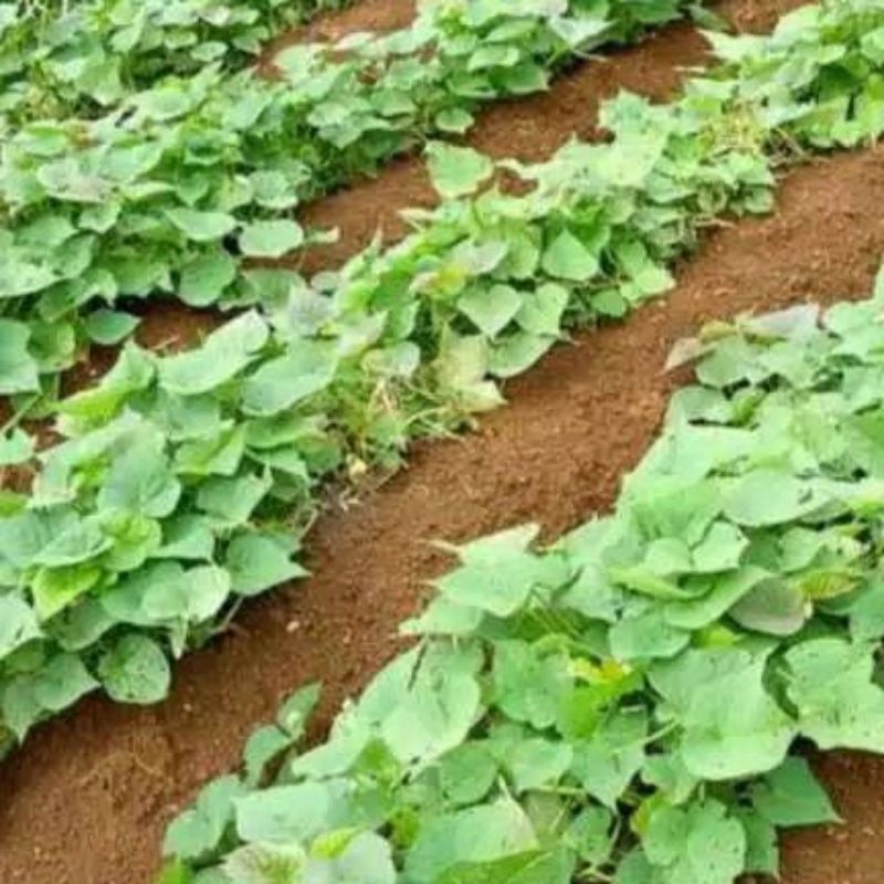 Sahabattani Bibit Benih Ubi Jalar Kuning Bonus Bibit Ubi Jalar Unggu