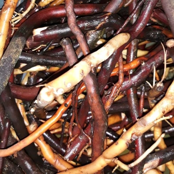 

Sahabattani Ready AKAR POHON KELAPA FRESH 100gram