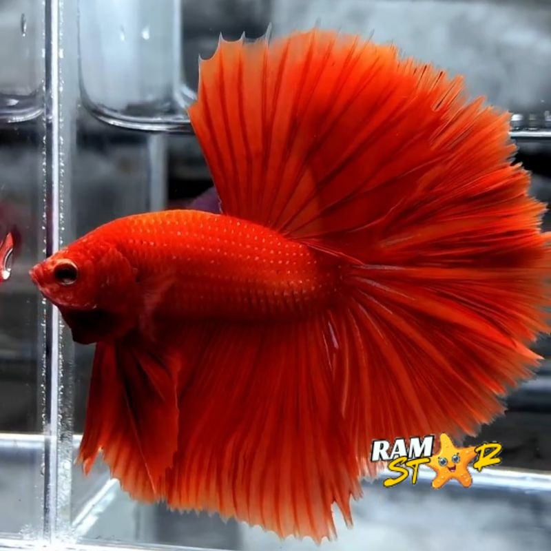 HM SUPER RED + HALFMOON SUPER RED GRADE A++