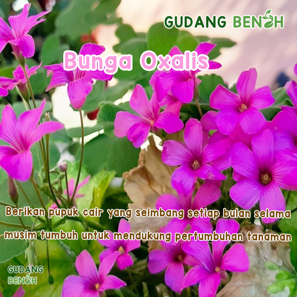 Bibit Bunga  Bunga Oxalis Berkualitas Isi 20 Benih  Bibit